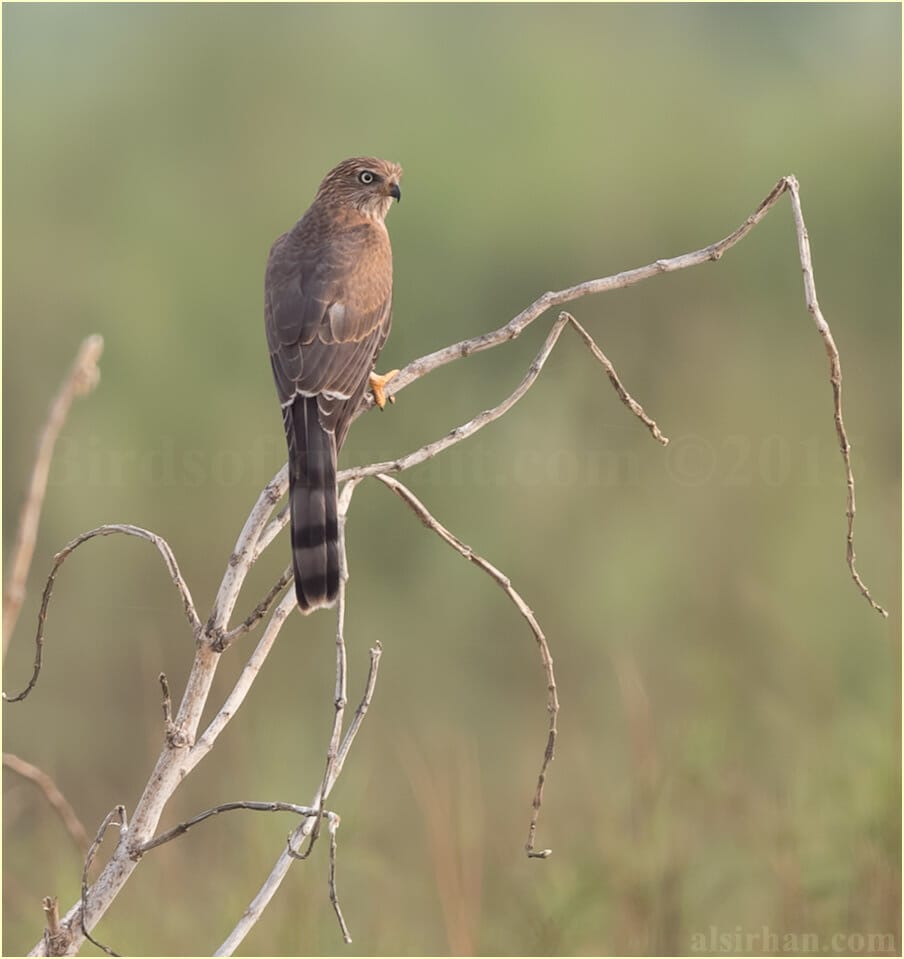 Gabar Goshawk perched on top of a tree