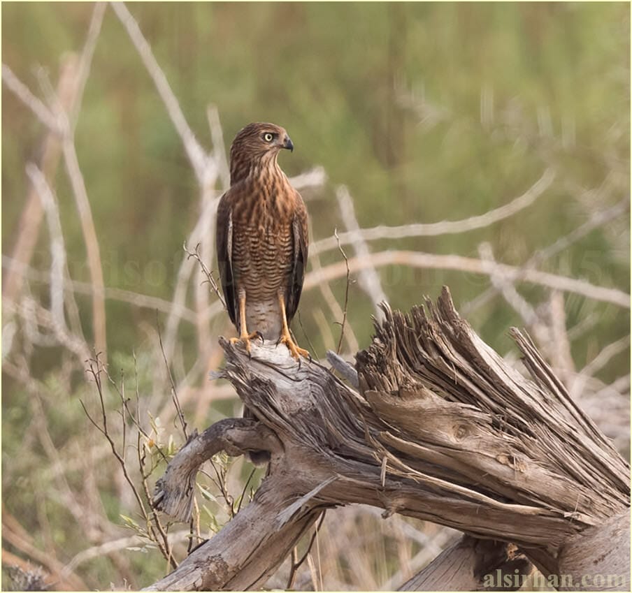 Gabar Goshawk perched on a tree