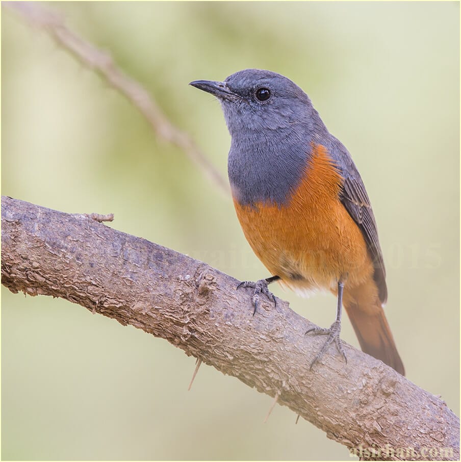 Little Rock-Thrush perched on a tree branch