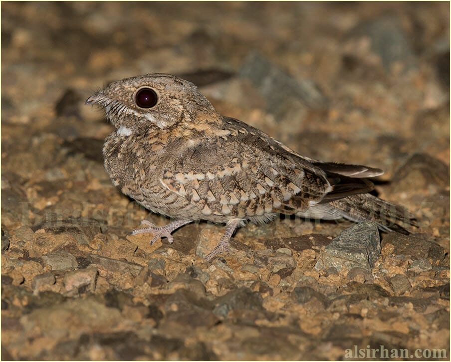 Nubian Nightjar perched on the ground