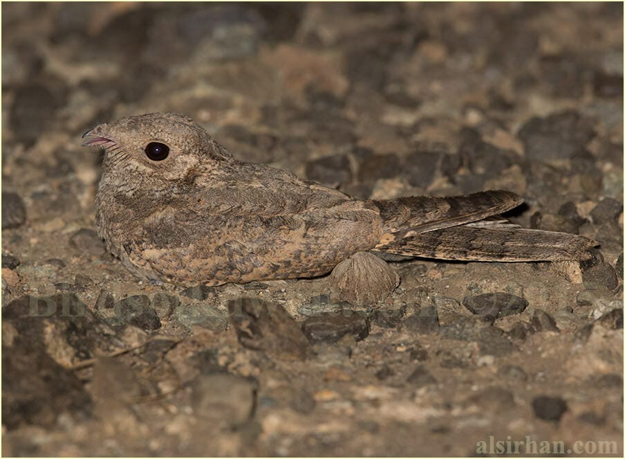 Plain Nightjar - Caprimulgus inornatus