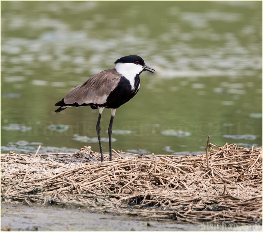 A Spur-winged Lapwing standing near water