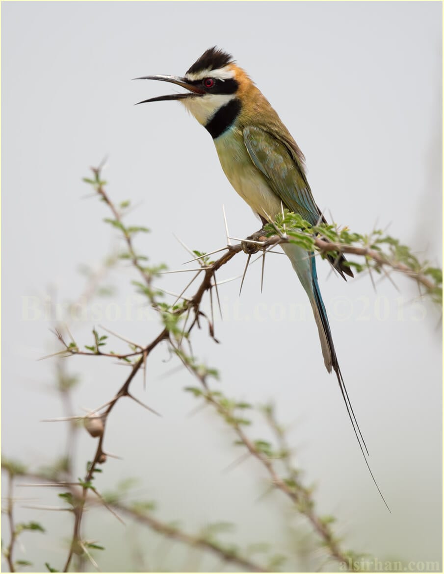 White-throated Bee-eater perched on a tree branch