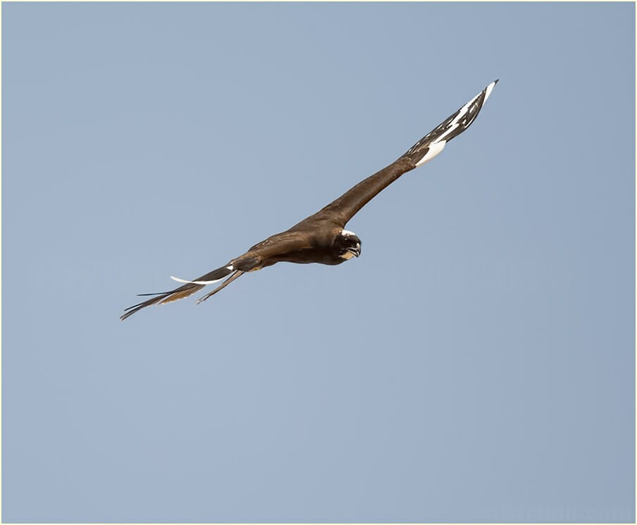 Western Marsh Harrier in flight