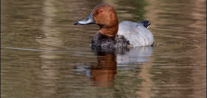 Common Pochard swimming in water