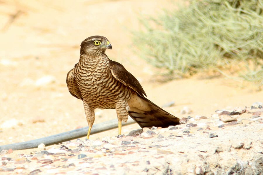 Eurasian Sparrowhawk Accipiter nisus