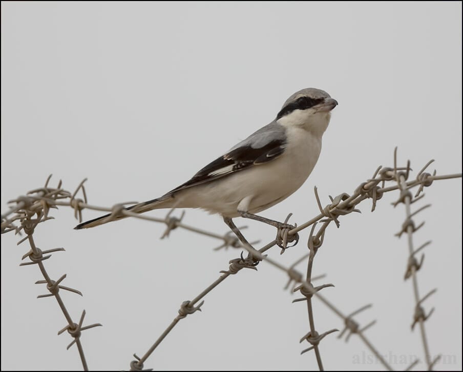 Mauryan Grey Shrike Lanius lahotra pallidirostris 