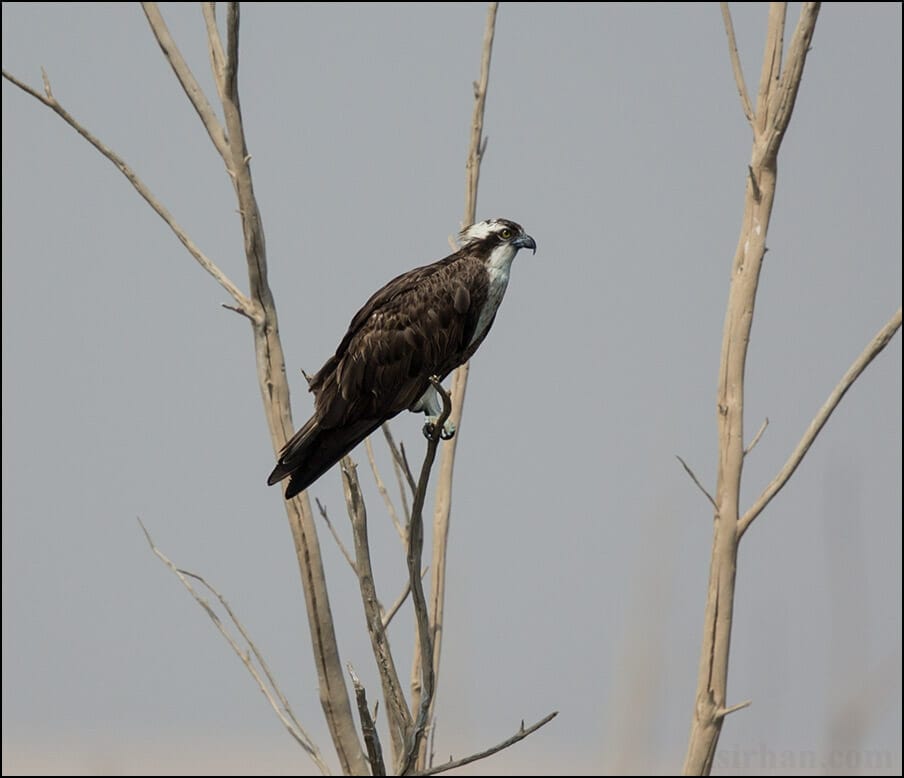 Western Osprey Pandion haliaetus 