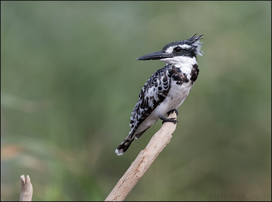 Pied Kingfisher Ceryle rudis 