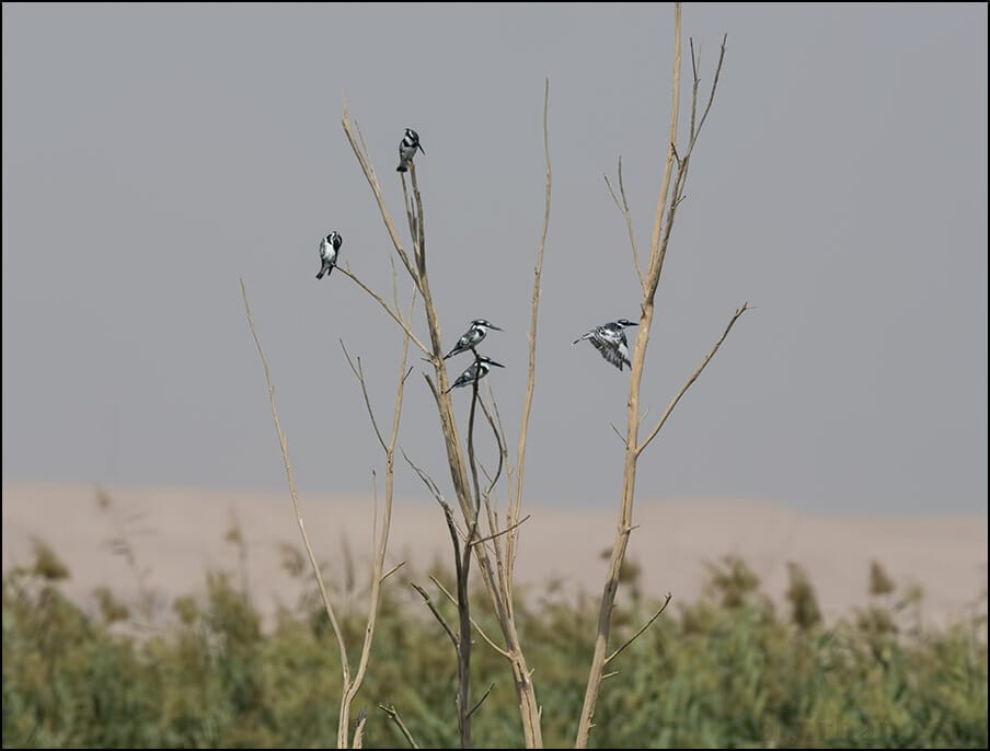 Pied Kingfisher Ceryle rudis 