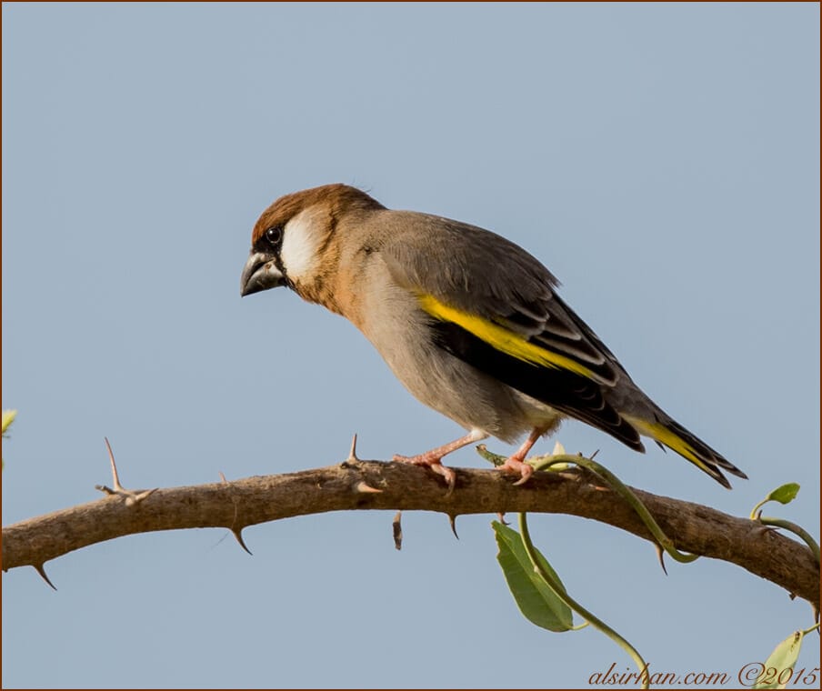 Arabian Golden-winged Grosbeak (Rhynchostruthus percivali)