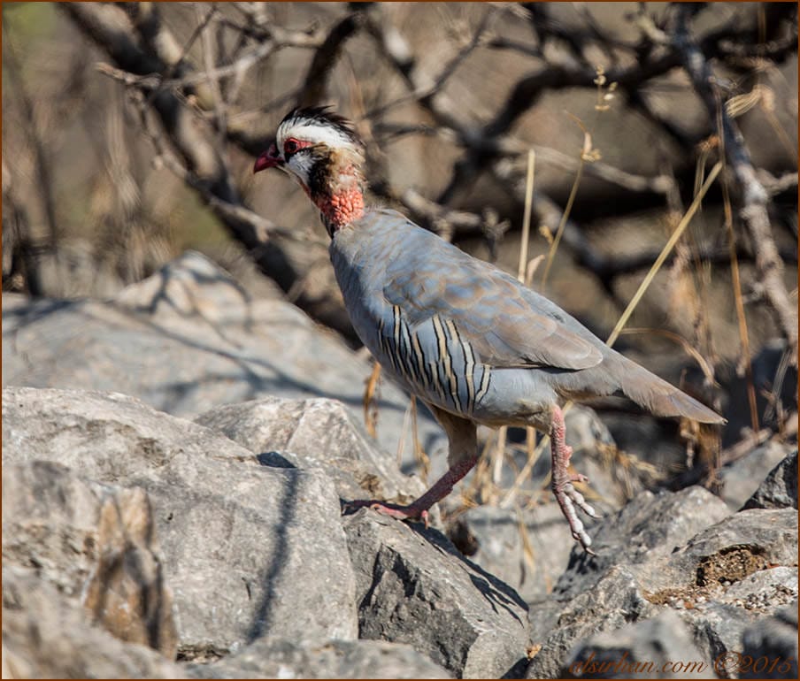 Arabian Partridge (Alectoris melanocephala)