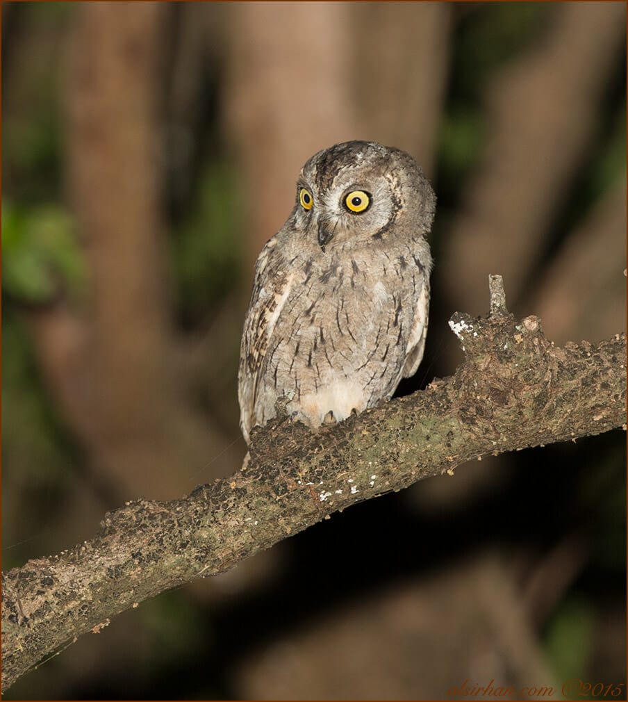 Arabian Scops-Owl (Otus pamelae)