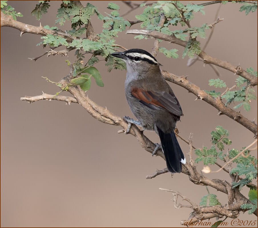 Black-crowned Tchagra (Tchagra senegalus)