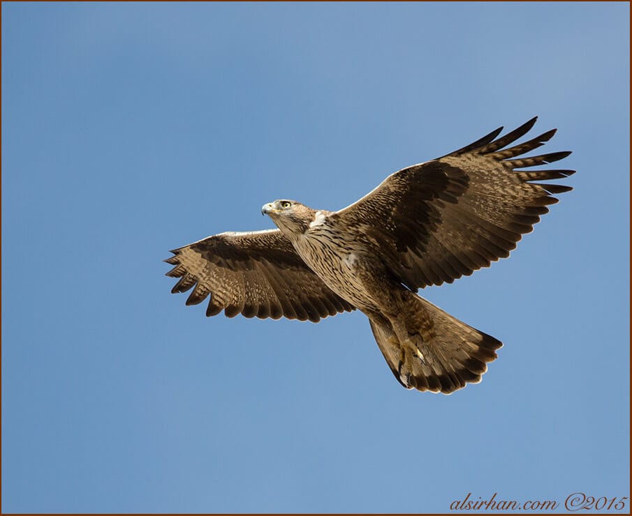 Bonelli's Eagle (Aquila fasciata)