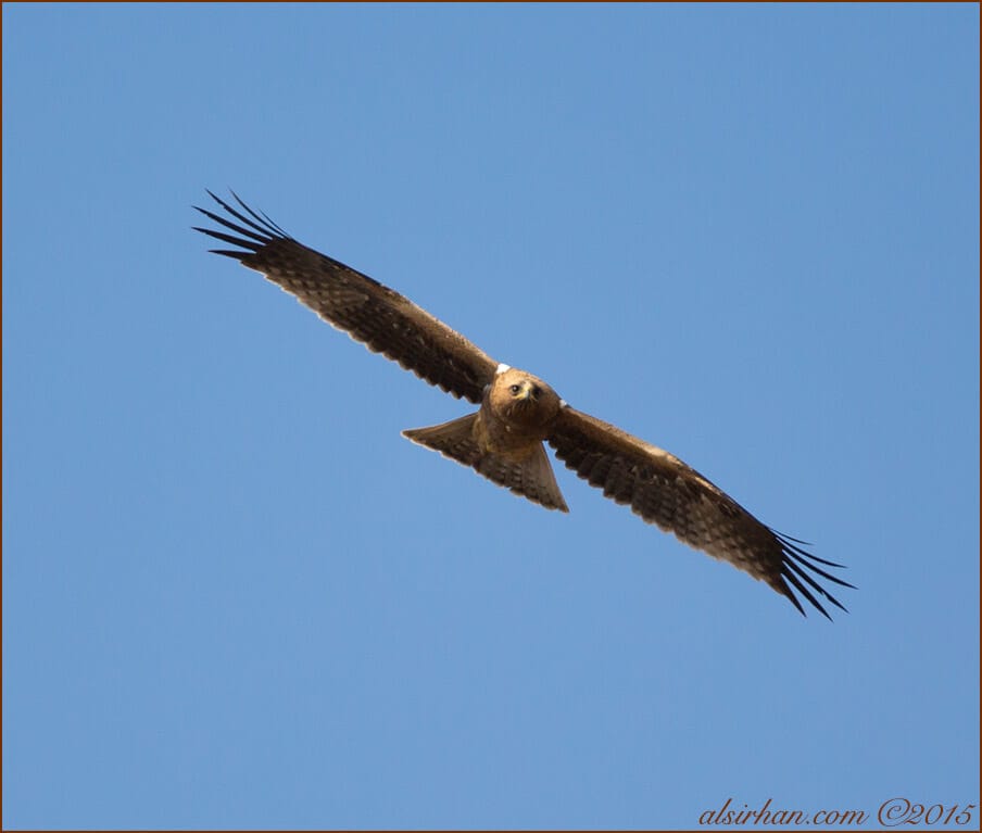 Booted Eagle (Hieraaetus pennatus)