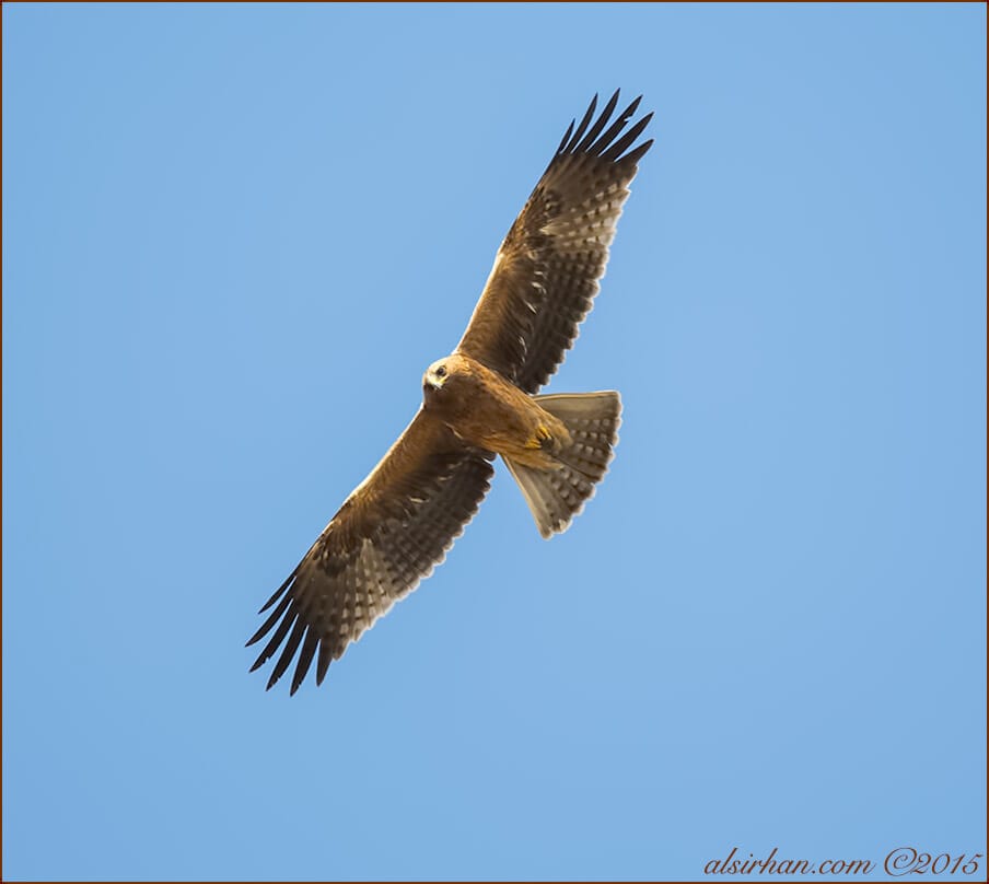 Booted Eagle (Hieraaetus pennatus)