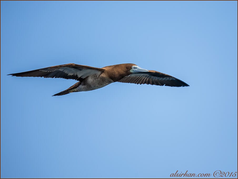 Brown Booby (Sula leucogaster)