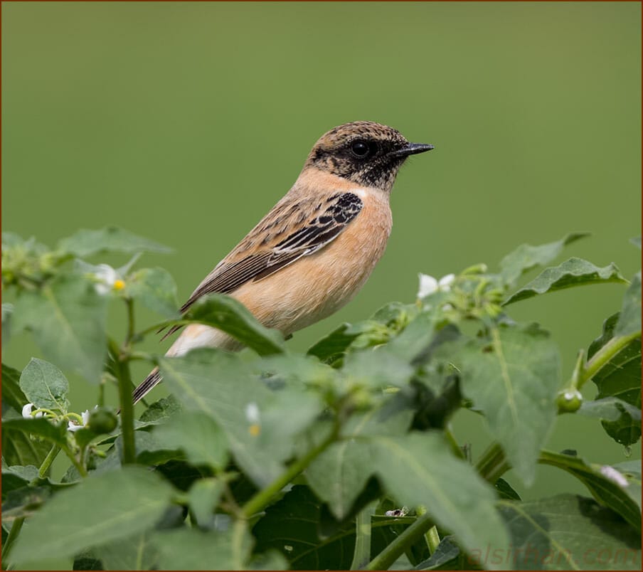 Caspian Stonechat Saxicola maurus hemprichii