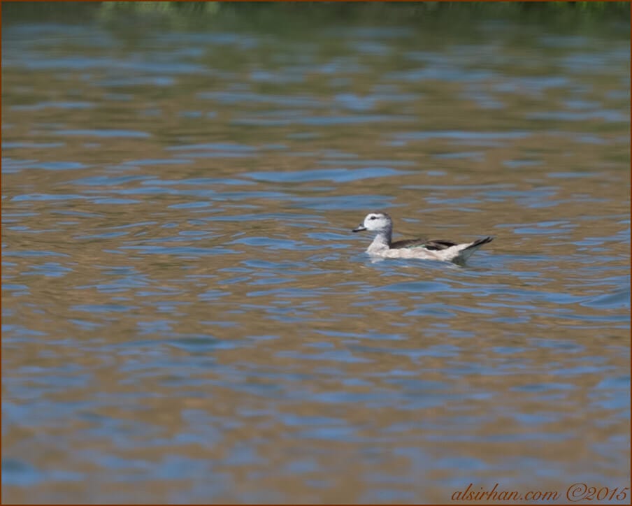 Cotton Pygmy-Goose (Nettapus coromandelianus)