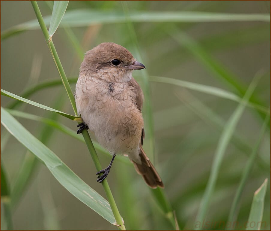 Daurian Shrike Lanius isabellinus 