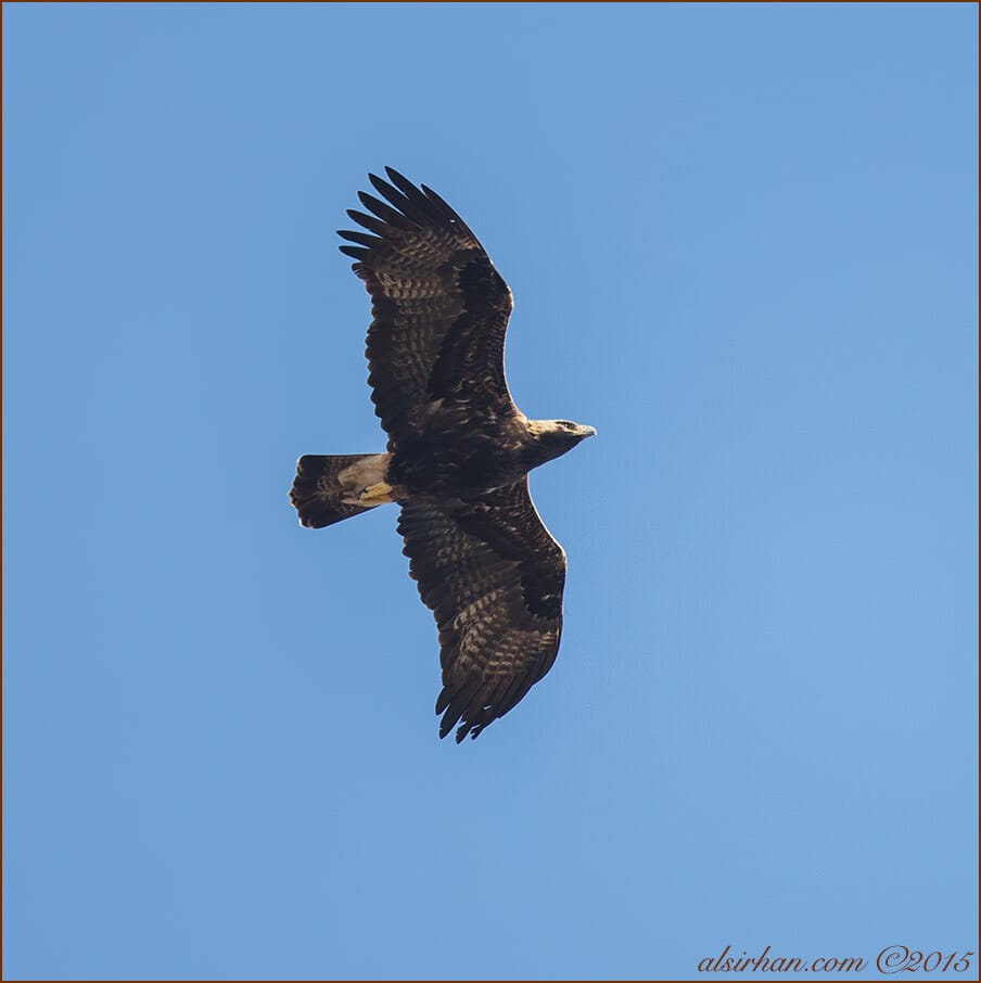 Eastern Imperial Eagle (Aquila heliaca)