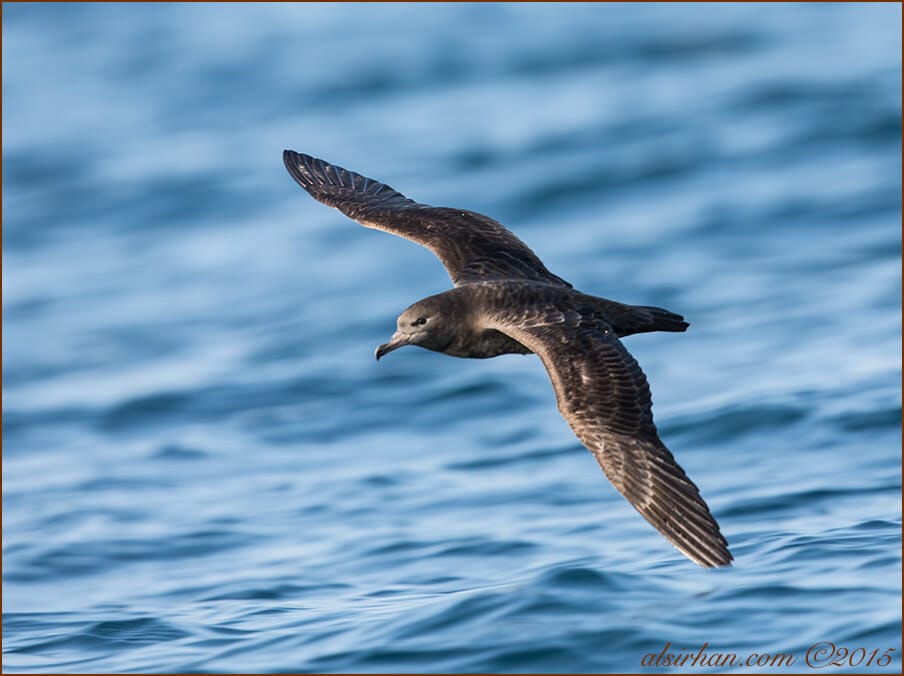 Flesh-footed Shearwater (Ardenna carneipes)