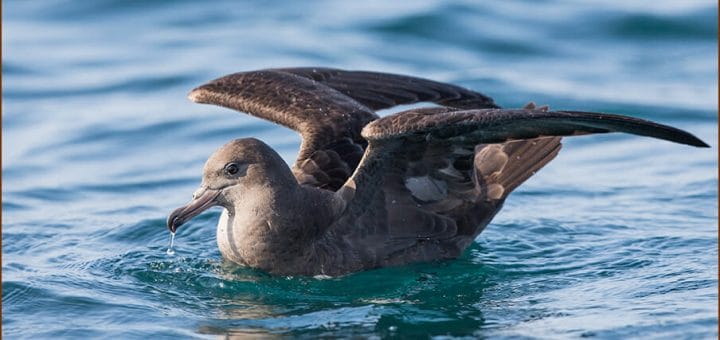 Flesh-footed Shearwater swimming in water