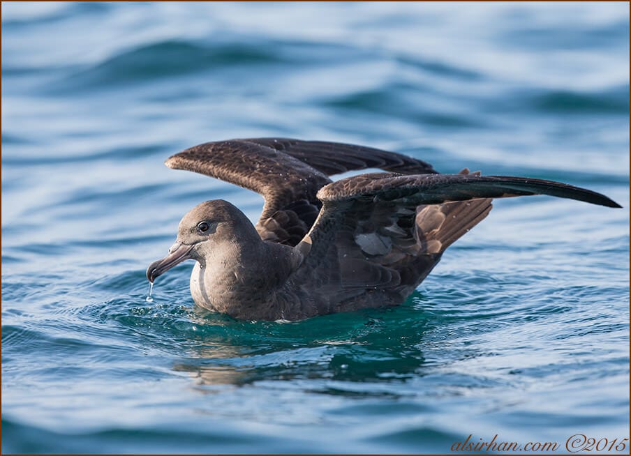 Flesh-footed Shearwater swimming in water