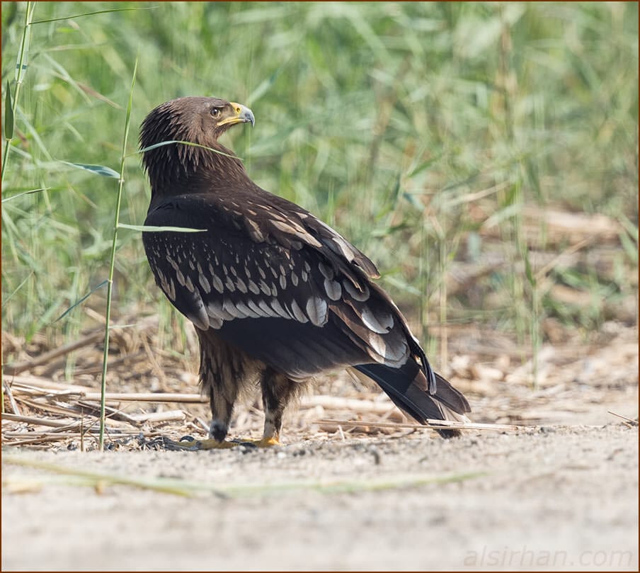 Greater Spotted Eagle Clanga clanga 