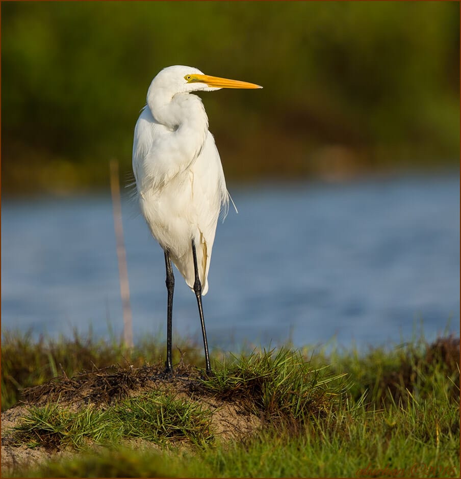 Intermediate Egret (Mesophoyx intermedia)