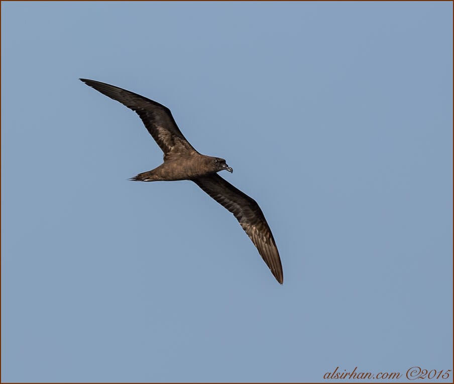 Jouanin_s_Petrel_SIR2591.jpg