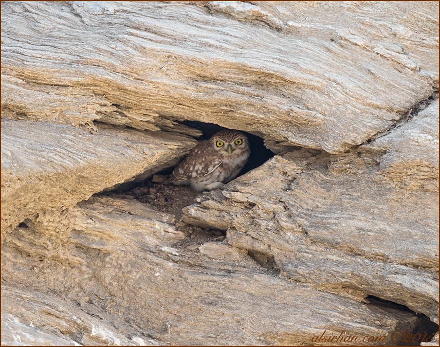 Little Owl (Athene noctua)