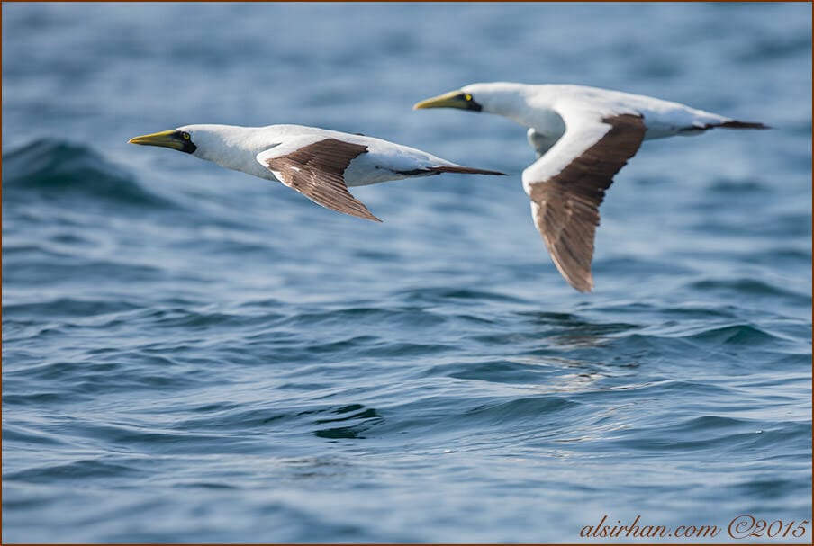 Masked Booby (Sula dactylatra)