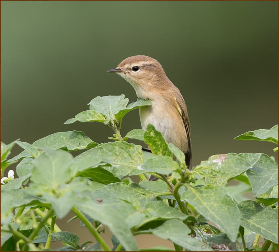 Mountain Chiffchaff Phylloscopus sindianus