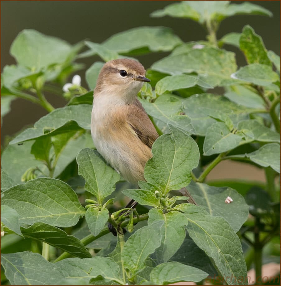 Mountain Chiffchaff Phylloscopus sindianus