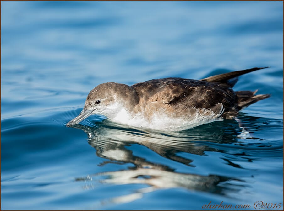 Persian Shearwater (Puffinus persicus)