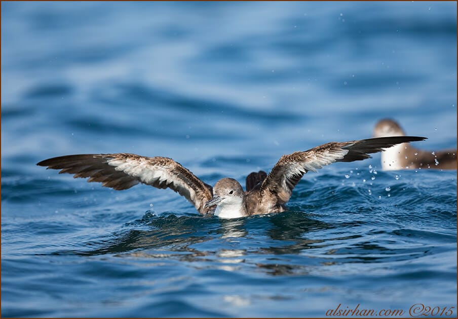 Persian Shearwater (Puffinus persicus)