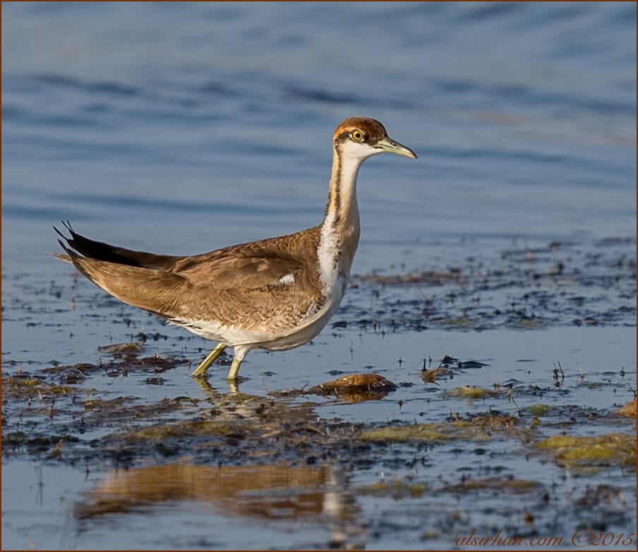 Pheasant-tailed Jacana (Hydrophasianus chirurgus)