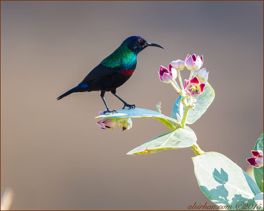 Shining Sunbird (Cinnyris habessinicus)