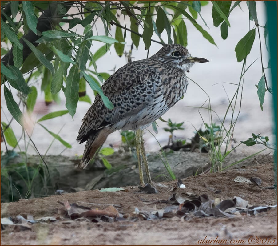 Spotted Thick-knee (Burhinus capensis)