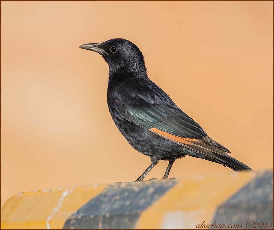 Tristram's Starling (Onychognathus tristramii)