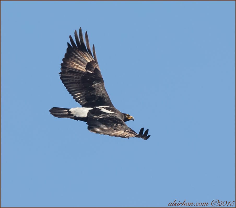 Verreaux's Eagle (Aquila verreauxii)