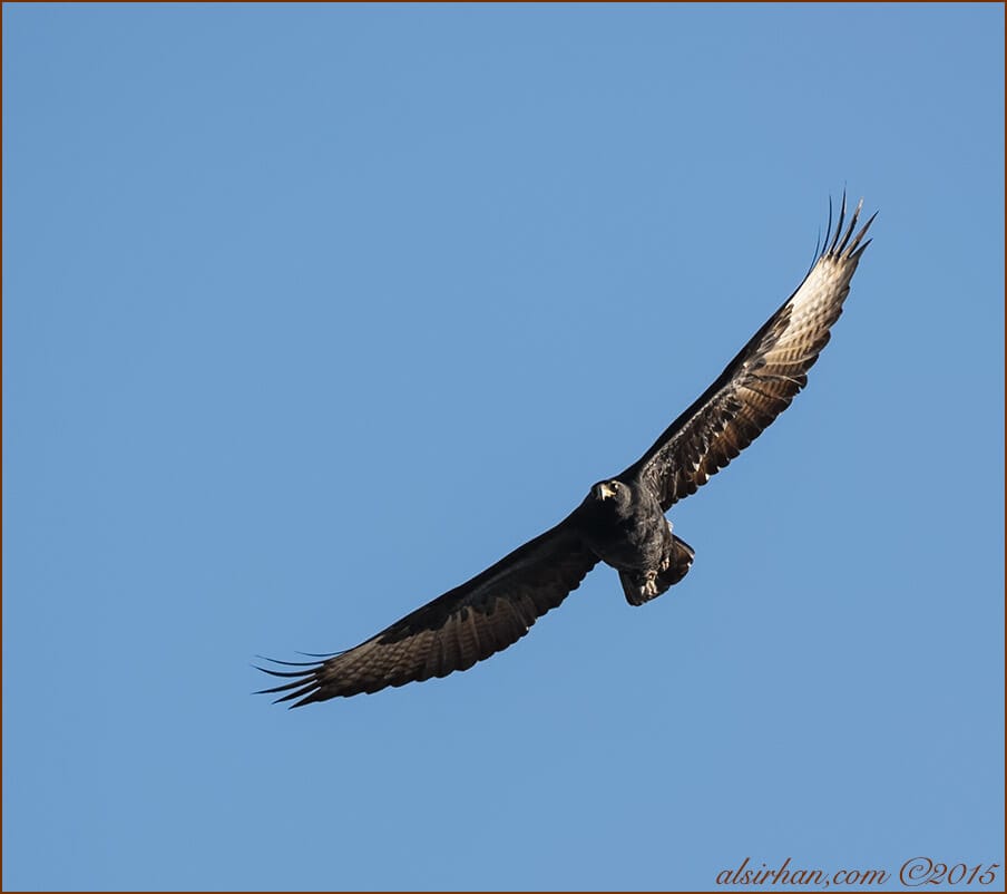 Verreaux's Eagle (Aquila verreauxii)