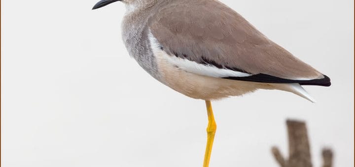 White-tailed Lapwing standing near water