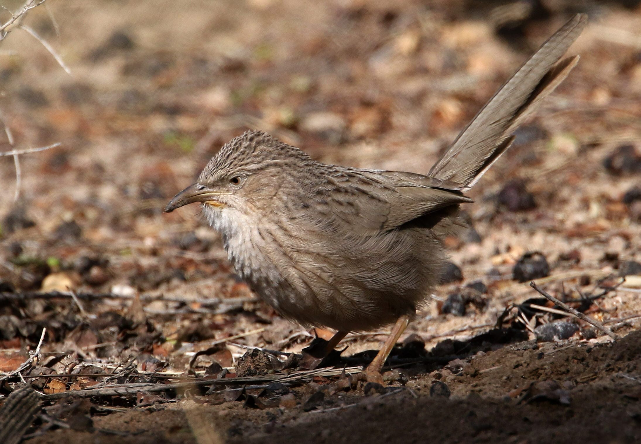 Afghan Babbler on the ground