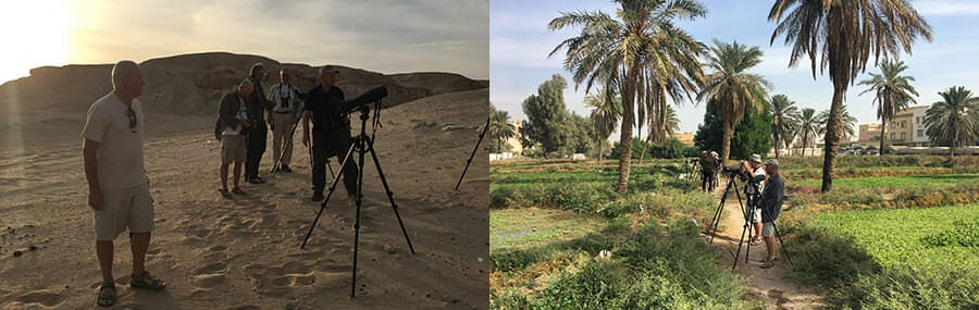 Birdwatching Tours in Kuwait