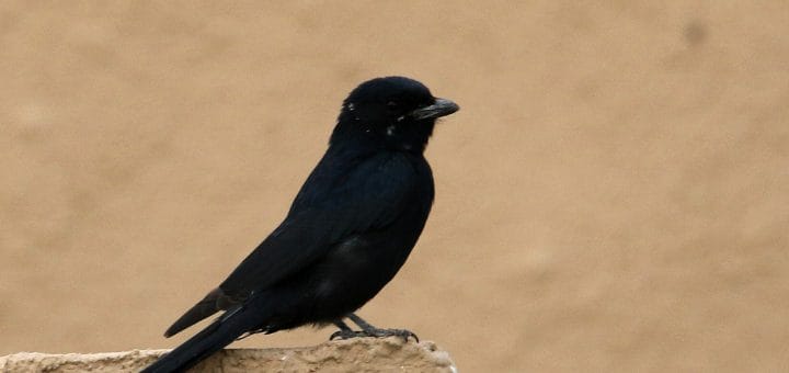 Black Drongo perched on a rock