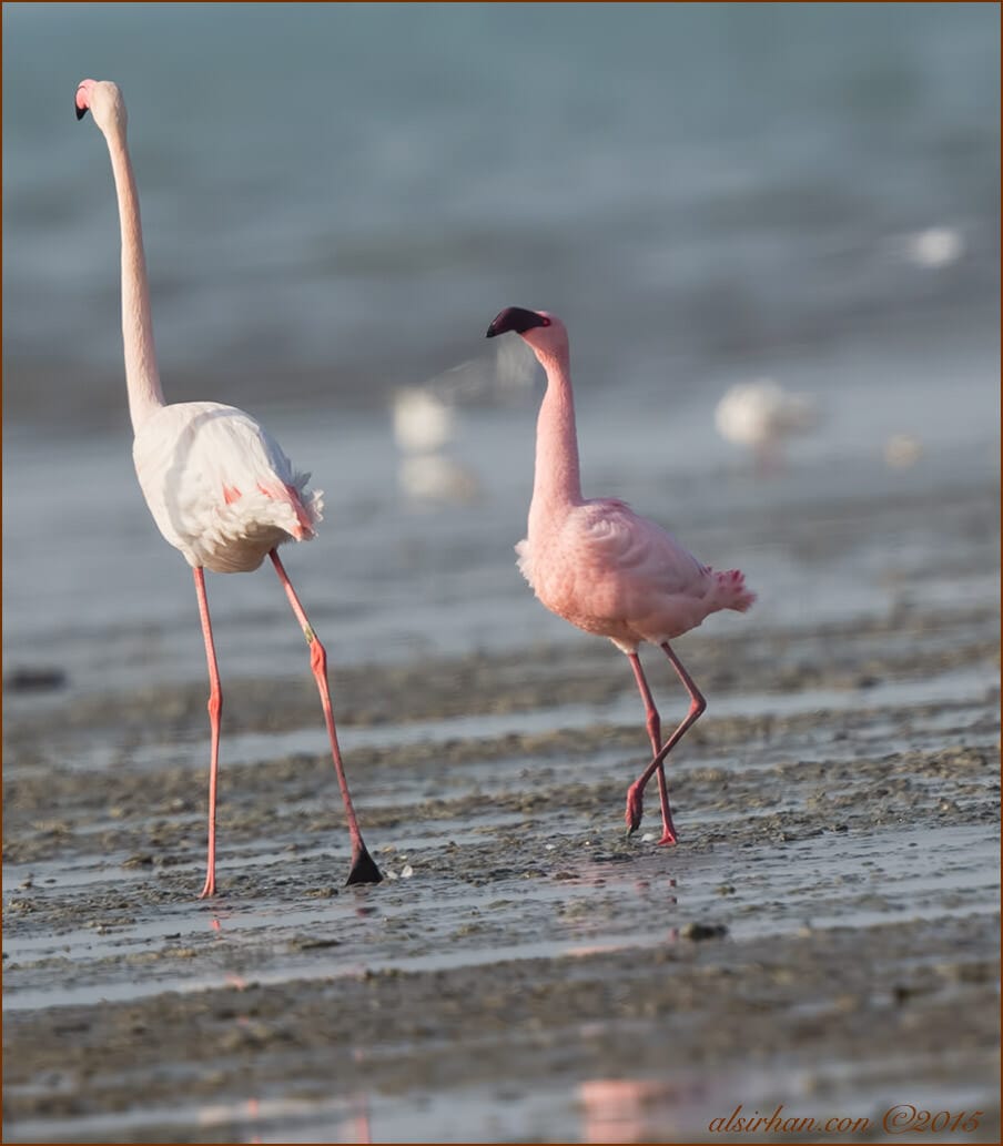 Lesser Flamingo Phoeniconaias minor 
