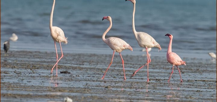 Lesser Flamingo standing on the ground near water with Greater Famingos